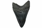 Fossil Megalodon Tooth - South Carolina #299432-1